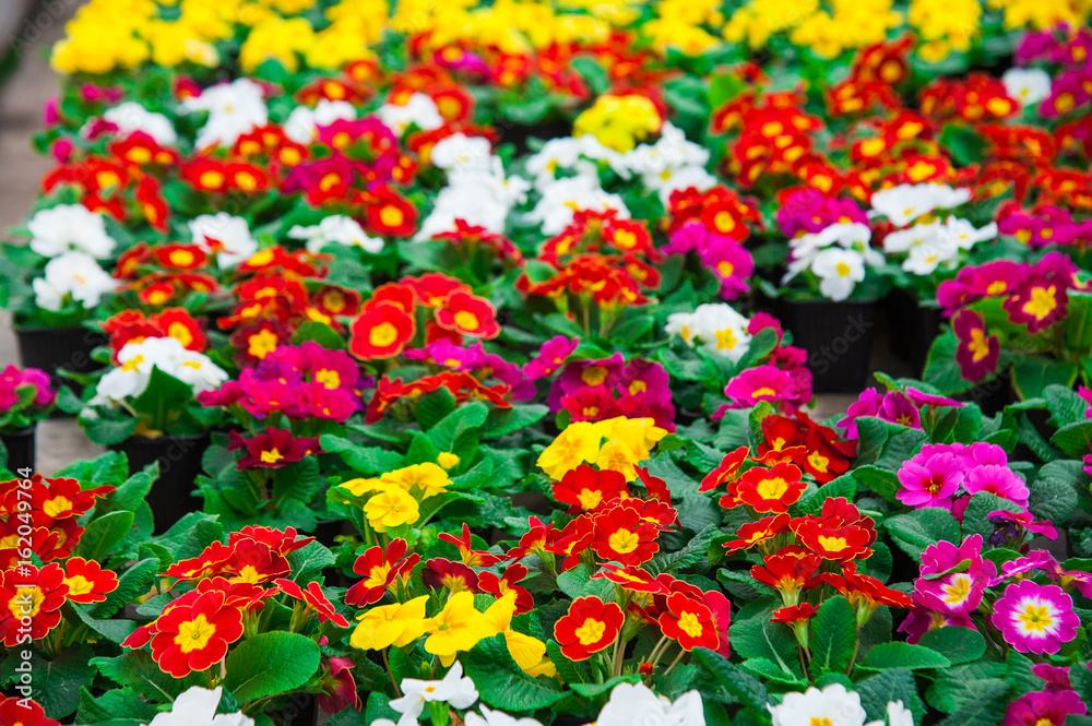 Rows of colorful primulas in a greenhouse