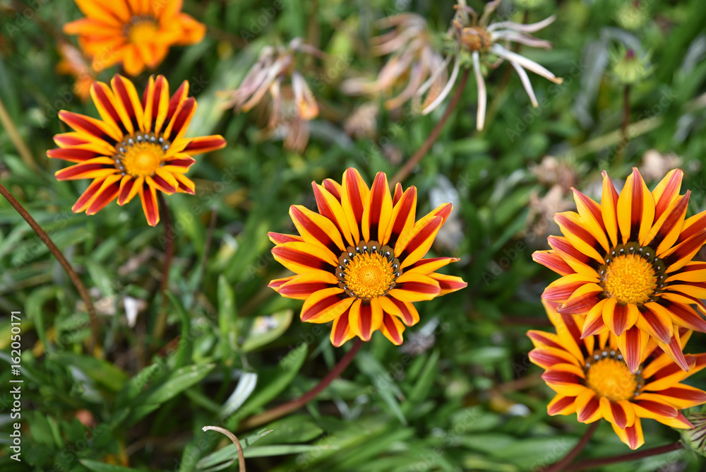 Gazania rouge et jaune au printemps au jardin Gazania rouge et jaune au printemps au jardin