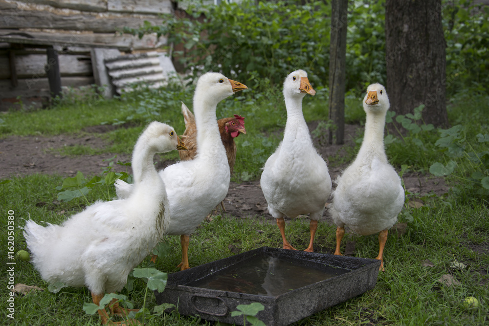 In the summer in the yard four little goslings drink water from the trough. In the summer in the yard four little goslings drink water from the trough.