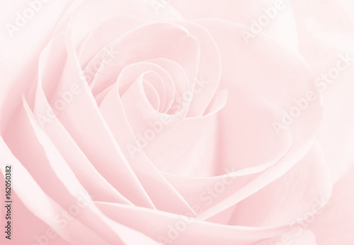 Close up macro of a pink rose © nata777_7