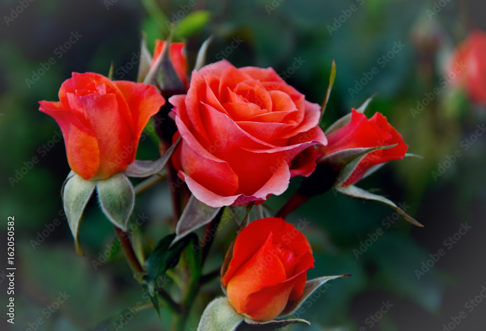 Close-up of garden rose Close-up of garden rose