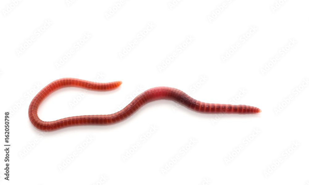worm on a white background worm on a white background