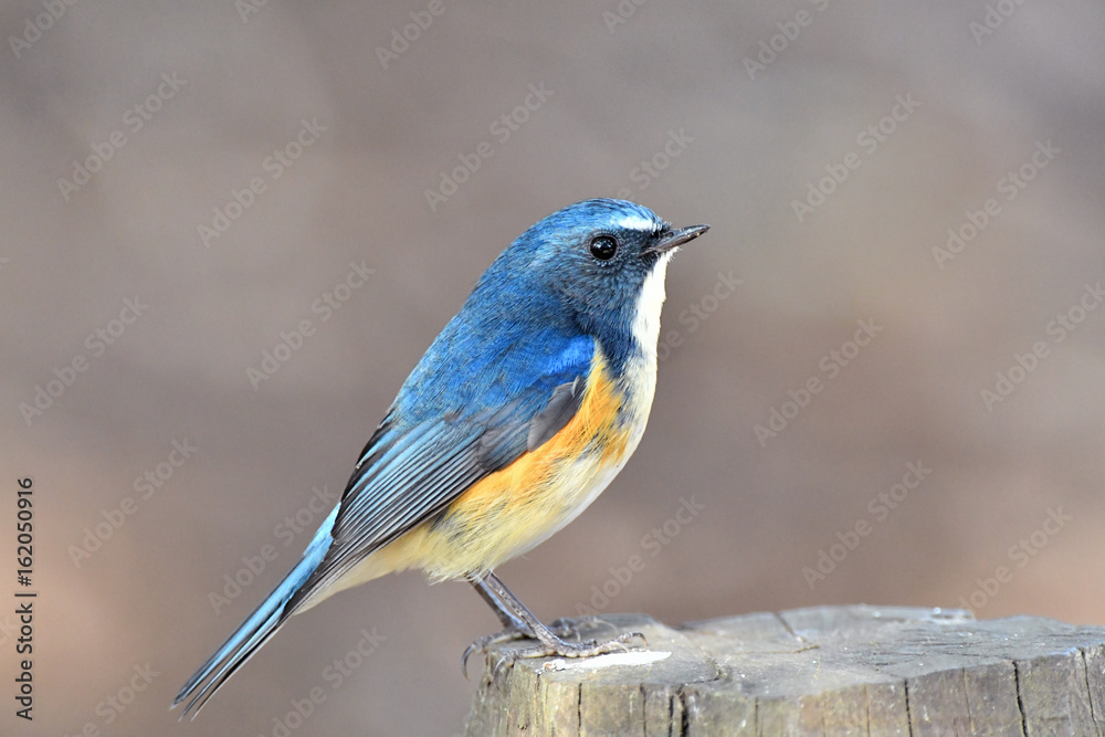 Naklejka premium 雄のルリビタキ