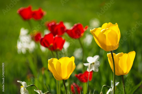 Yellow and red tulips.