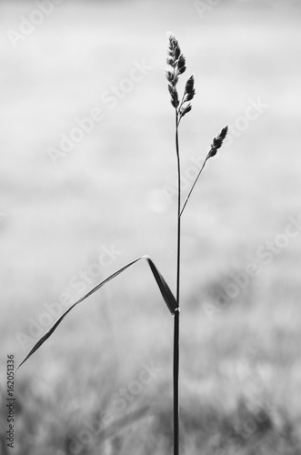 minimalist image of a grass
