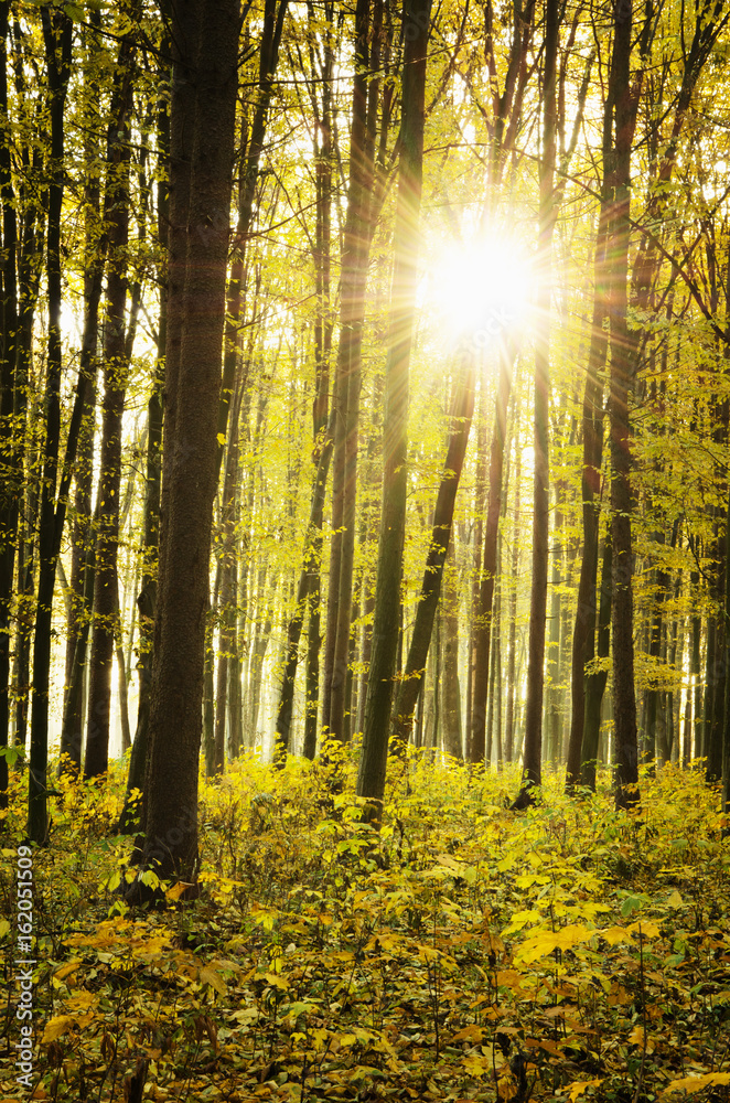 Obraz premium Beautiful golden autumn landscape