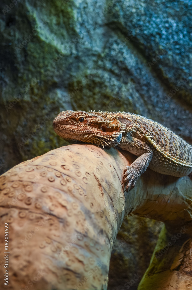 small young bearded dragon resting on the log small young bearded dragon resting on the log