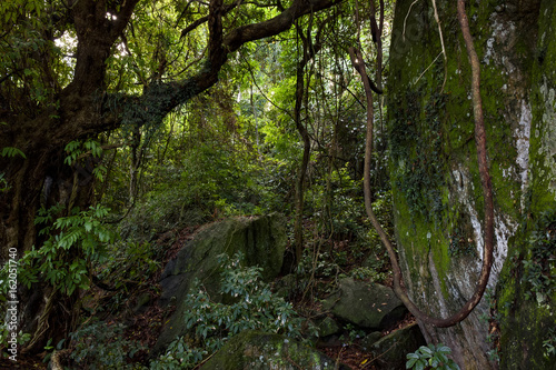 Inside the dense vegetation found in the amazing brazilian rainforest 