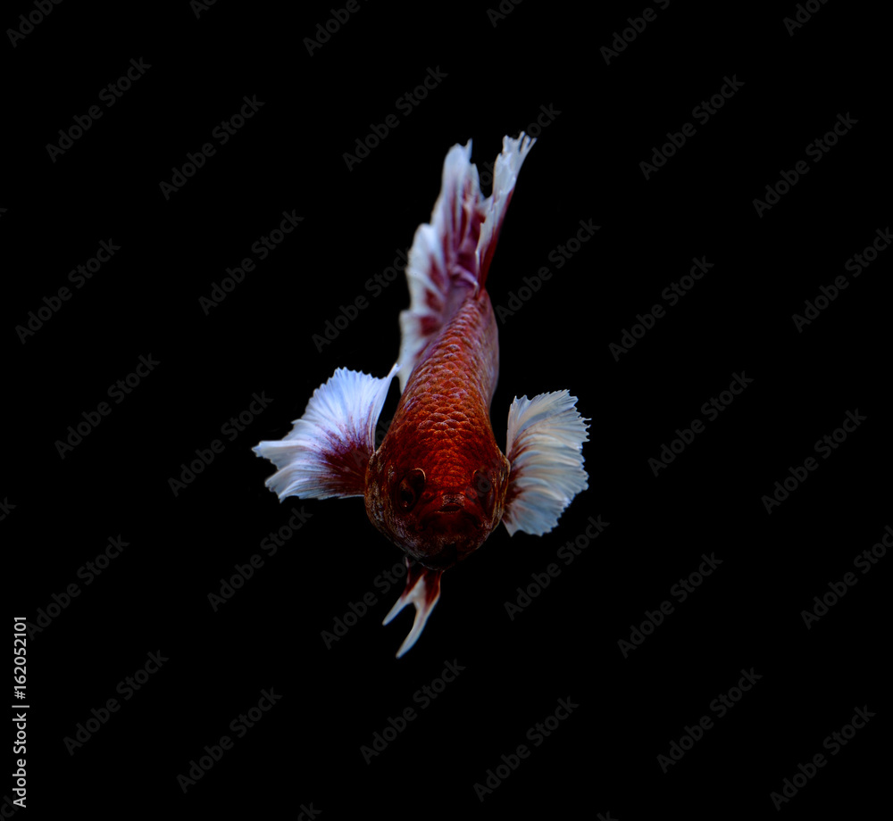 Fighting fish isolated on black background Fighting fish isolated on black background