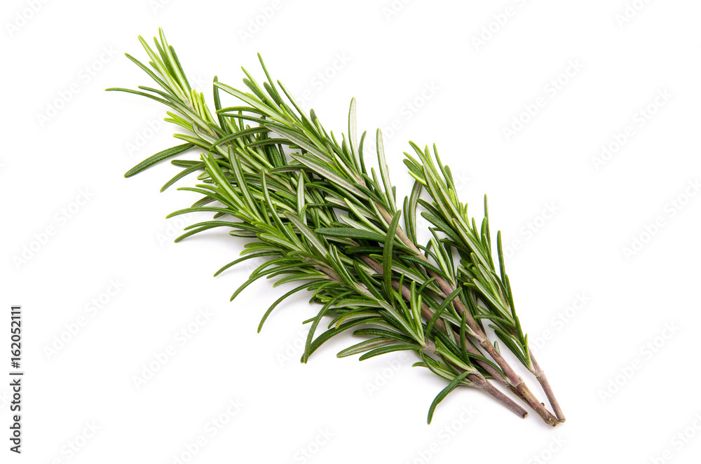 Twig of rosemary on a white background