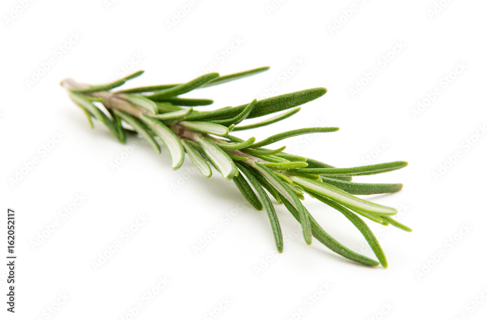 Fototapeta premium Twig of rosemary on a white background