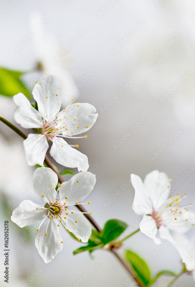 white cherry tree flower in spring white cherry tree flower in spring