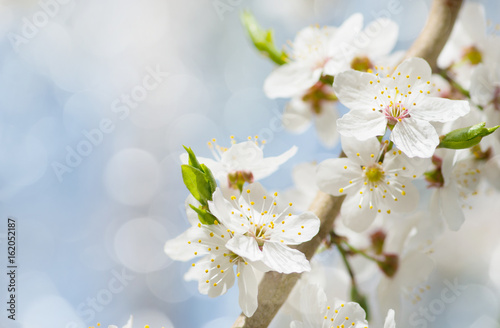 white cherry tree flower in spring