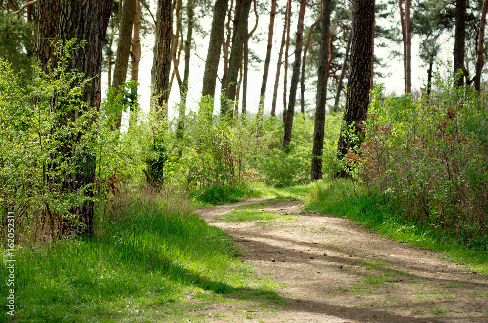 Path in green forest Path in green forest