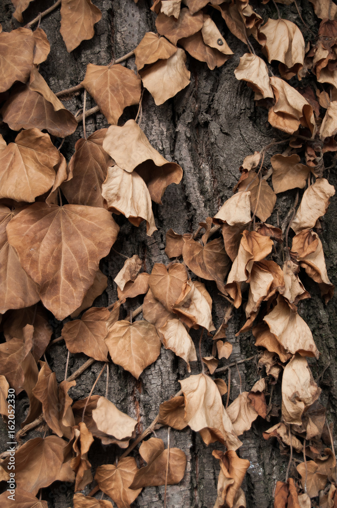 Sear leaves  on a tree