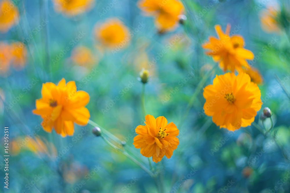 Yellow flowers on a blue background. Yellow cosmos flowers on a beautiful background. Selective focus
