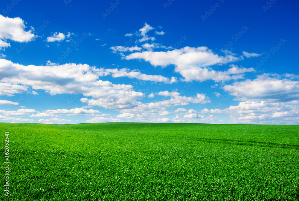 Image of green grass field and bright blue sky Image of green grass field and bright blue sky