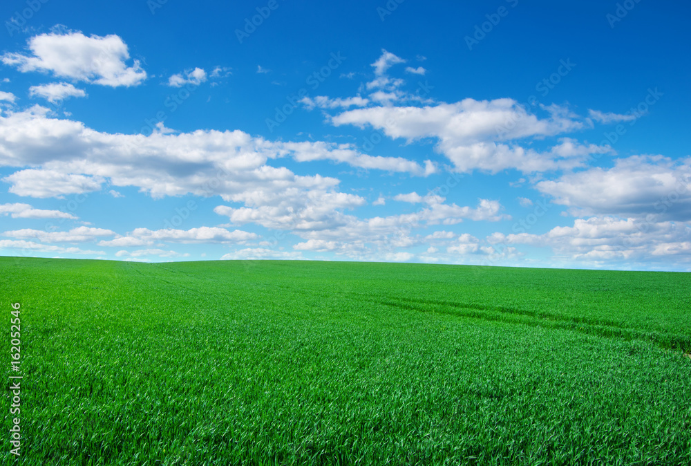 Image of green grass field and bright blue sky Image of green grass field and bright blue sky