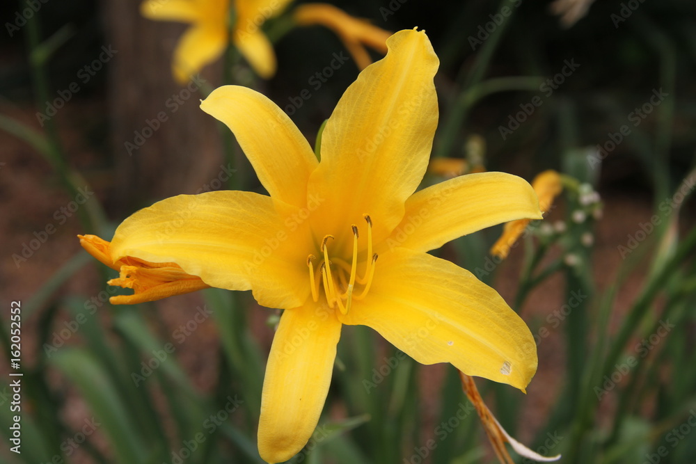 Obraz premium lys jaune