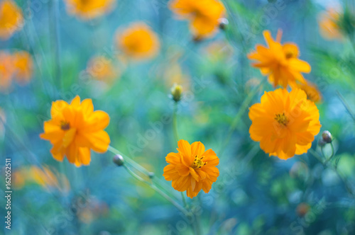 Yellow flowers on a blue background. Yellow cosmos flowers on a beautiful background. Selective focus © Yulia