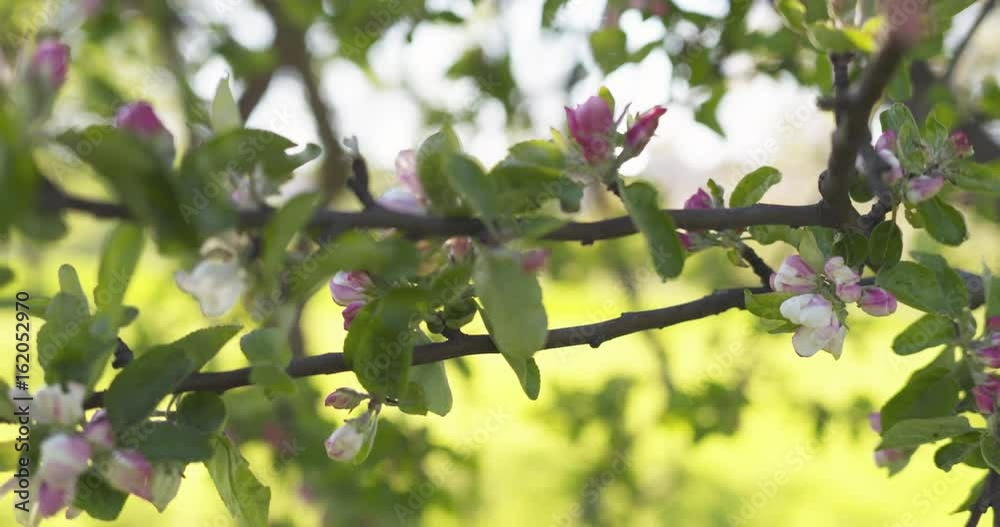 slow motion closeup pan shot of light pink apple tree blossom slow motion closeup pan shot of light pink apple tree blossom