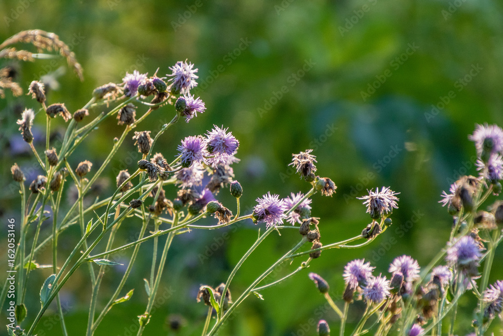 weed that has purple blossoms in the morning sun weed that has purple blossoms in the morning sun