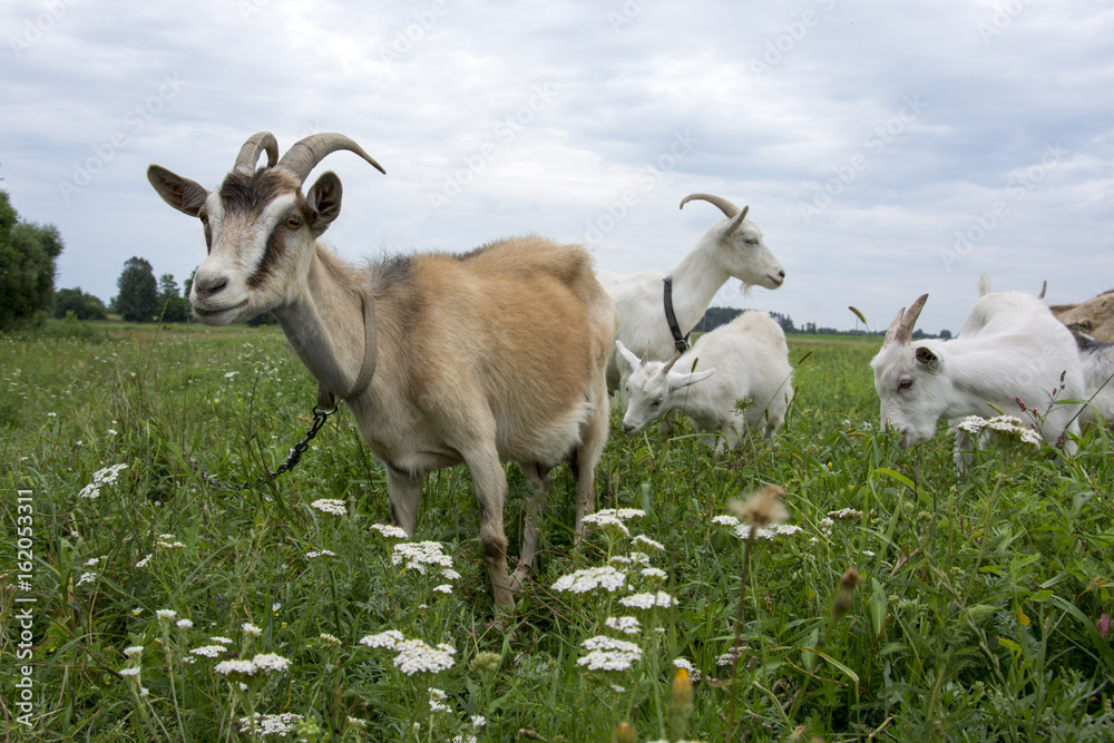 The family of goats grazing in the meadow. The family of goats grazing in the meadow.