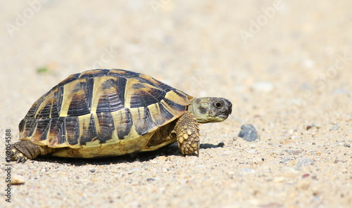 Eastern Hermann's tortoise, European terrestrial turtle, Testudo hermanni boettgeri © dule964