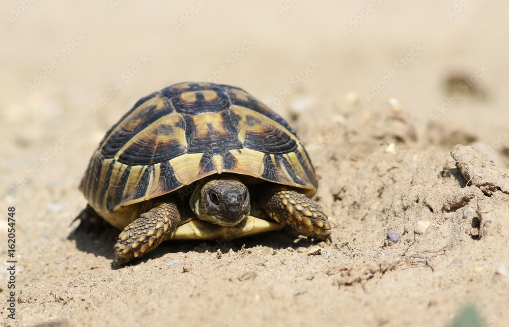 Eastern Hermann's tortoise, European terrestrial turtle, Testudo hermanni boettgeri Eastern Hermann's tortoise, European terrestrial turtle, Testudo hermanni boettgeri