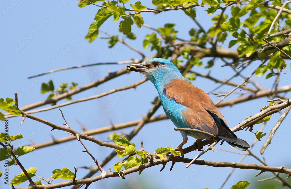 European Roller with prey, Coracias garrulus European Roller with prey, Coracias garrulus