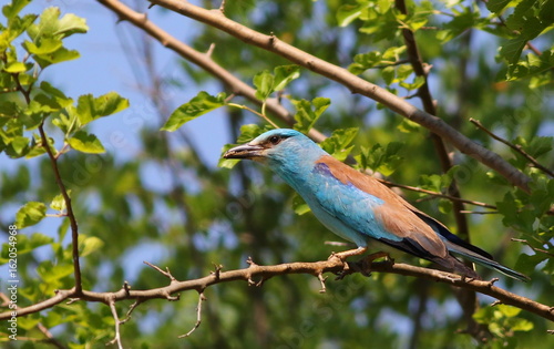 European Roller with prey, Coracias garrulus photo