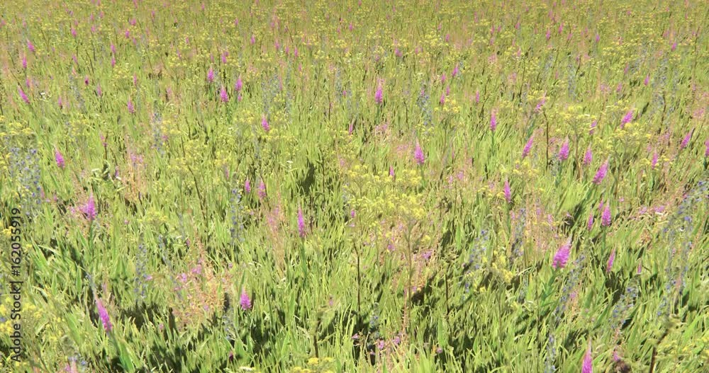 4k butterfly flying over color flower & grass in wind,natural scenery. 4k butterfly flying over color flower & grass in wind,natural scenery.