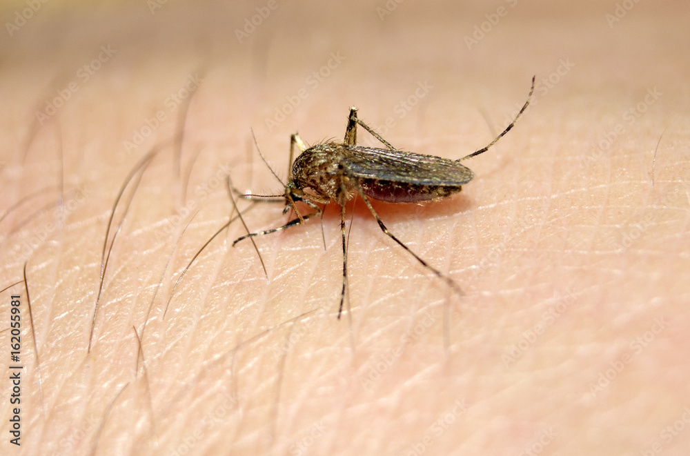Mosquito drinks blood on the person's hand, macro Mosquito drinks blood on the person's hand, macro