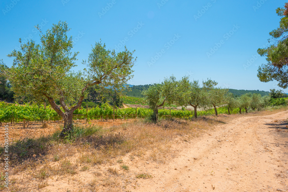 Vineyard in a hilly landscape in summer Vineyard in a hilly landscape in summer
