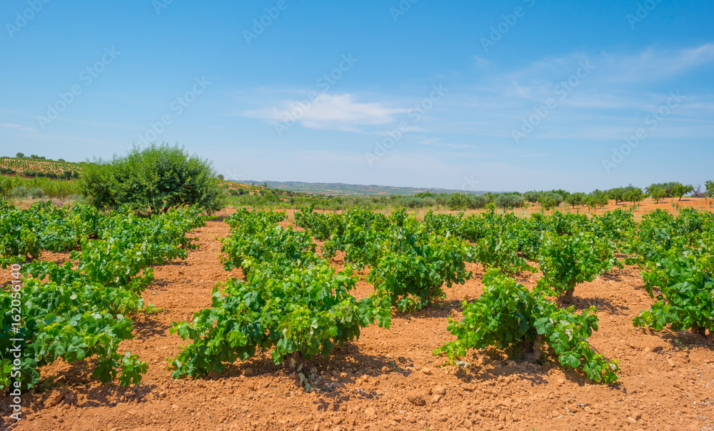 Vineyard in a hilly landscape in summer