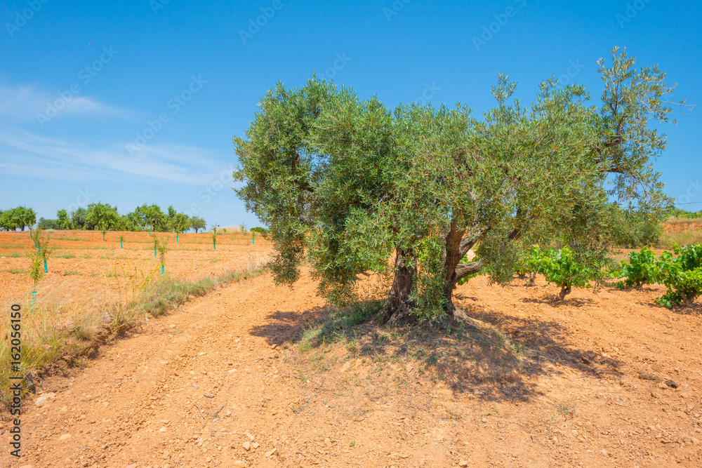 Fototapeta premium Vineyard in a hilly landscape in summer