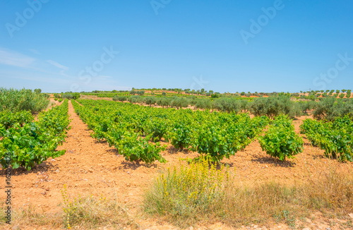 Vineyard in a hilly landscape in summer