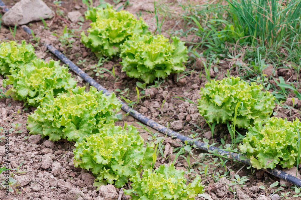 Irrigation plant for vegetable garden Irrigation plant for vegetable garden