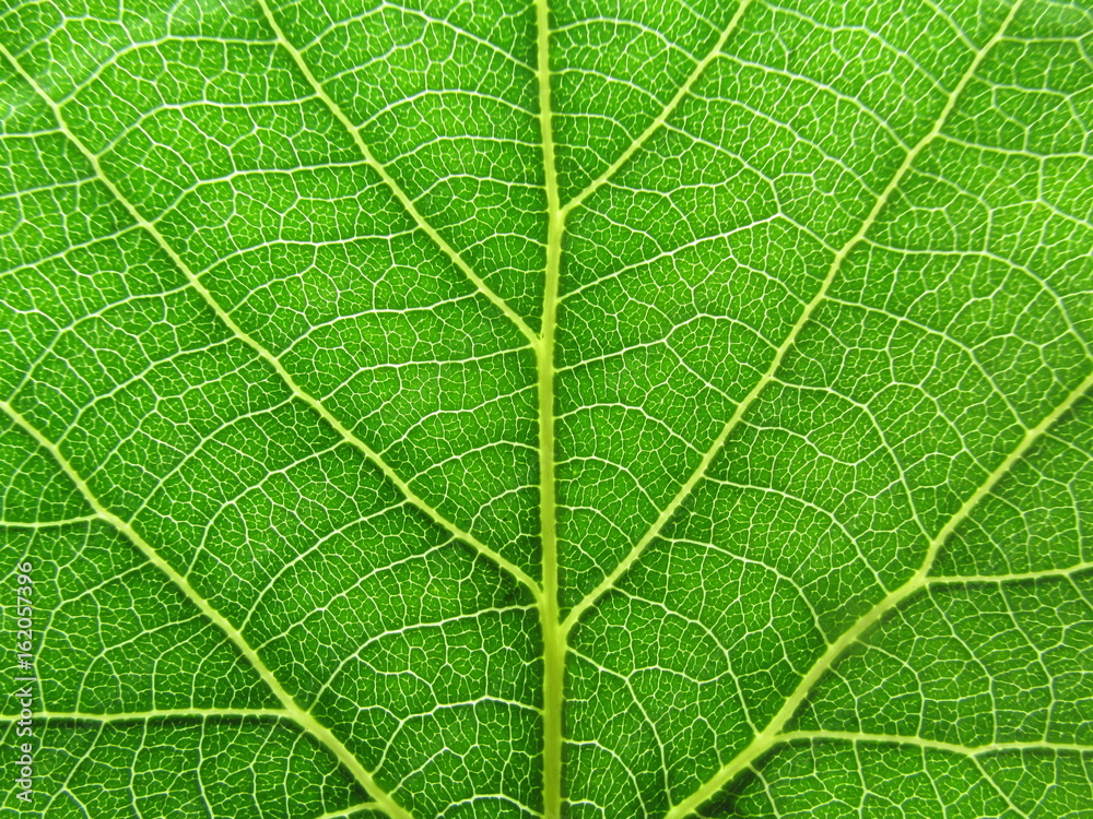 Leaf abstract background texture with veins nature macro fresh Leaf abstract background texture with veins nature macro fresh
