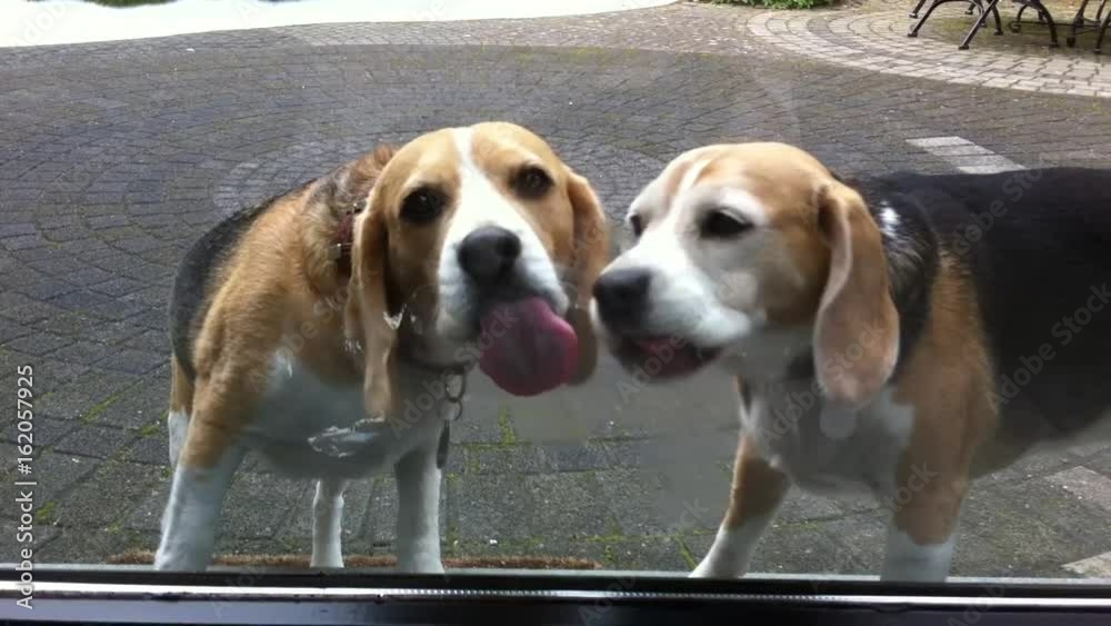 Beagles-Hunde lecken an Glasscheibe-Video
