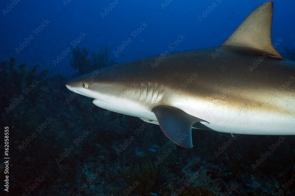 Obraz premium Reef Shark Close Up