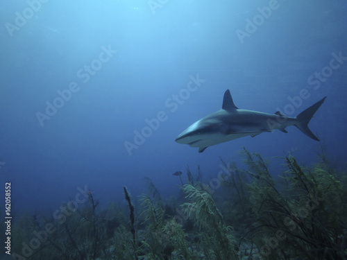 Reef Shark Approaching © William