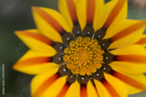 Red and Yellow Daisy Closeup