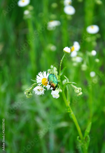 chafer on wild camomile for your design