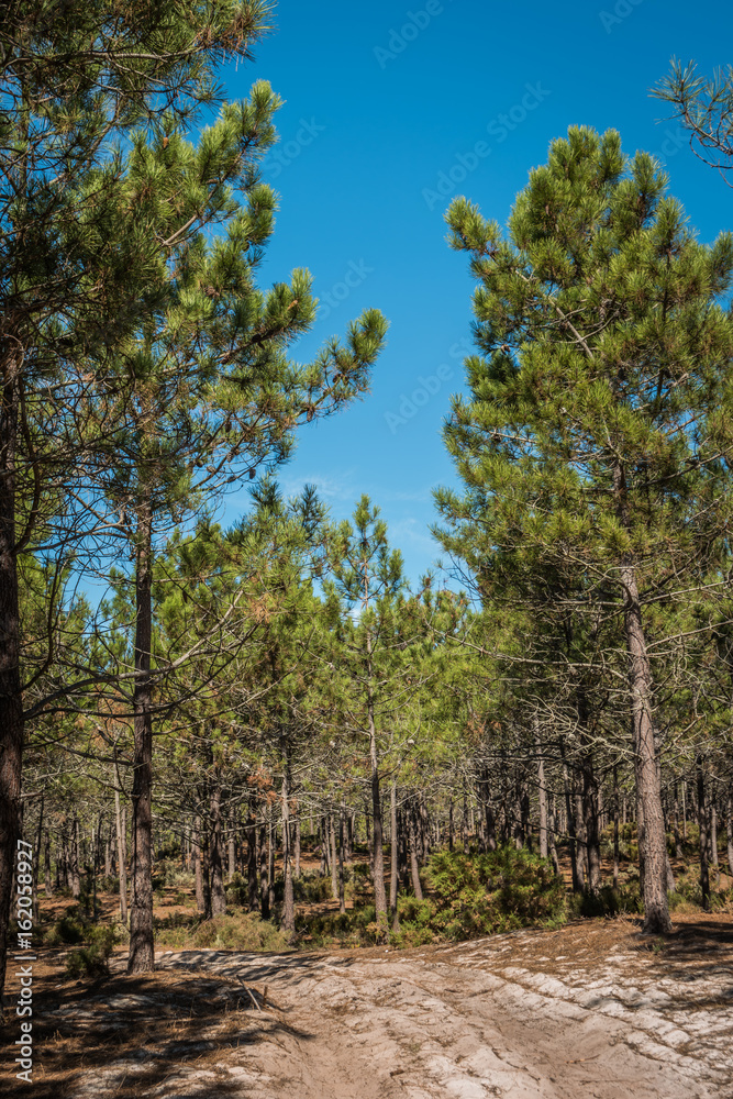 Spring landscape in the pine forest during the day Spring landscape in the pine forest during the day