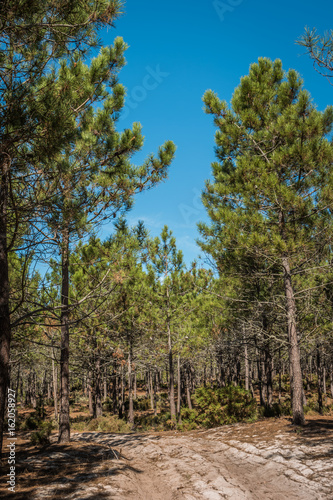 Spring landscape in the pine forest during the day