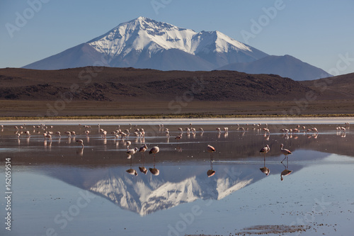 Pink flamingos feeding at Laguna Hedionda, Sud Lipez, Bolivia photo