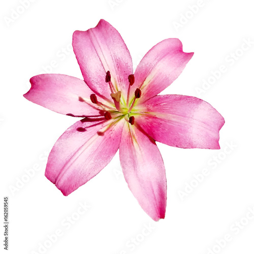 Fototapeta Naklejka Na Ścianę i Meble -  The lily flower on a white background