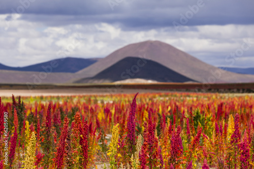 Quinoa fields ready for harvest on the Bolivian Altiplano