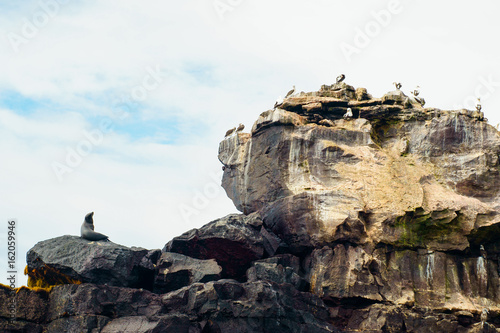 Lobo marino, islas galagos